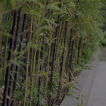 竹植物照片